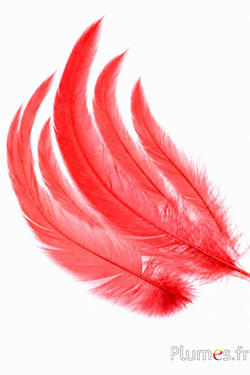 Gallo - 20-25 cm - arancione sangue